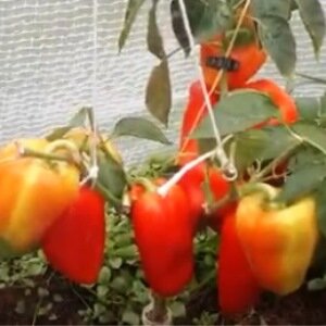 Новые сорта сладкого перца