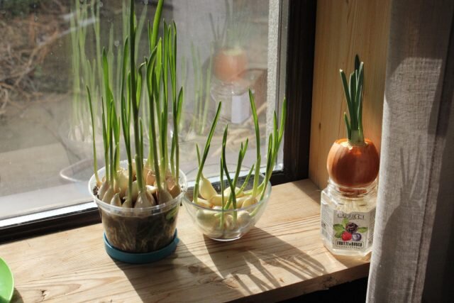 Выгонка чеснока на зелень на окне