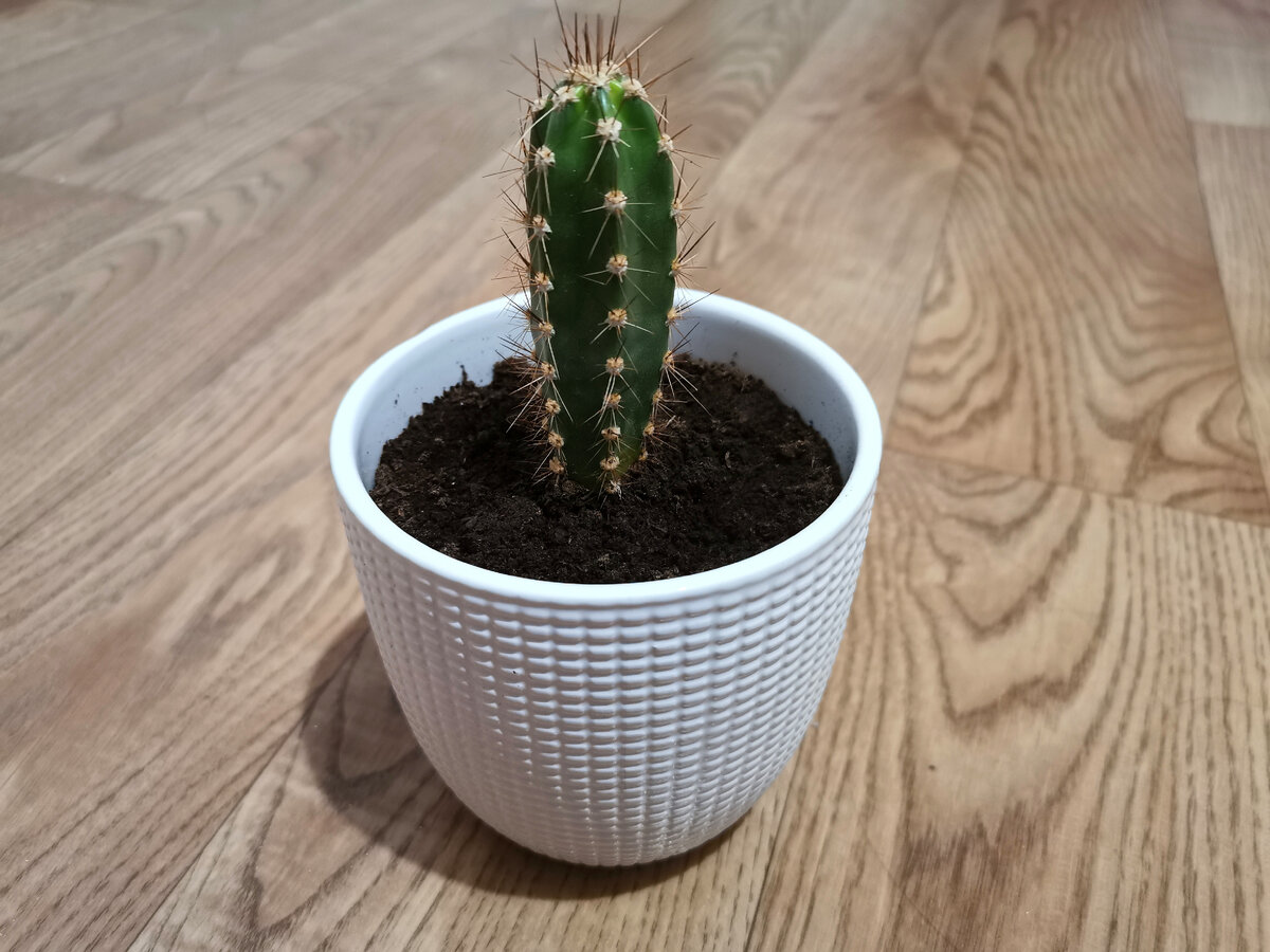 Первый питомец