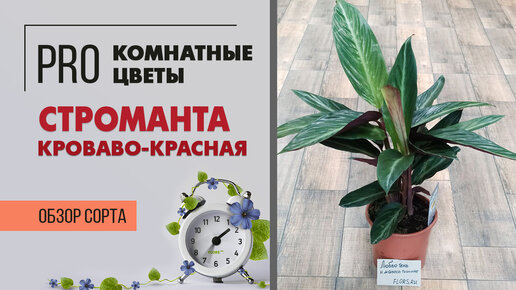 Строманта кроваво-красная - близкий родственник калатеи | Как правильно ухаживать за стромантой