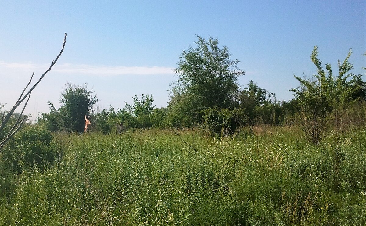 Это муж усердно показывает  упражнения, внуков за травой не видно