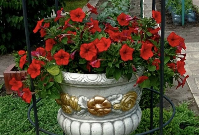 Петуния Ирины Золотухиной из Воронежа