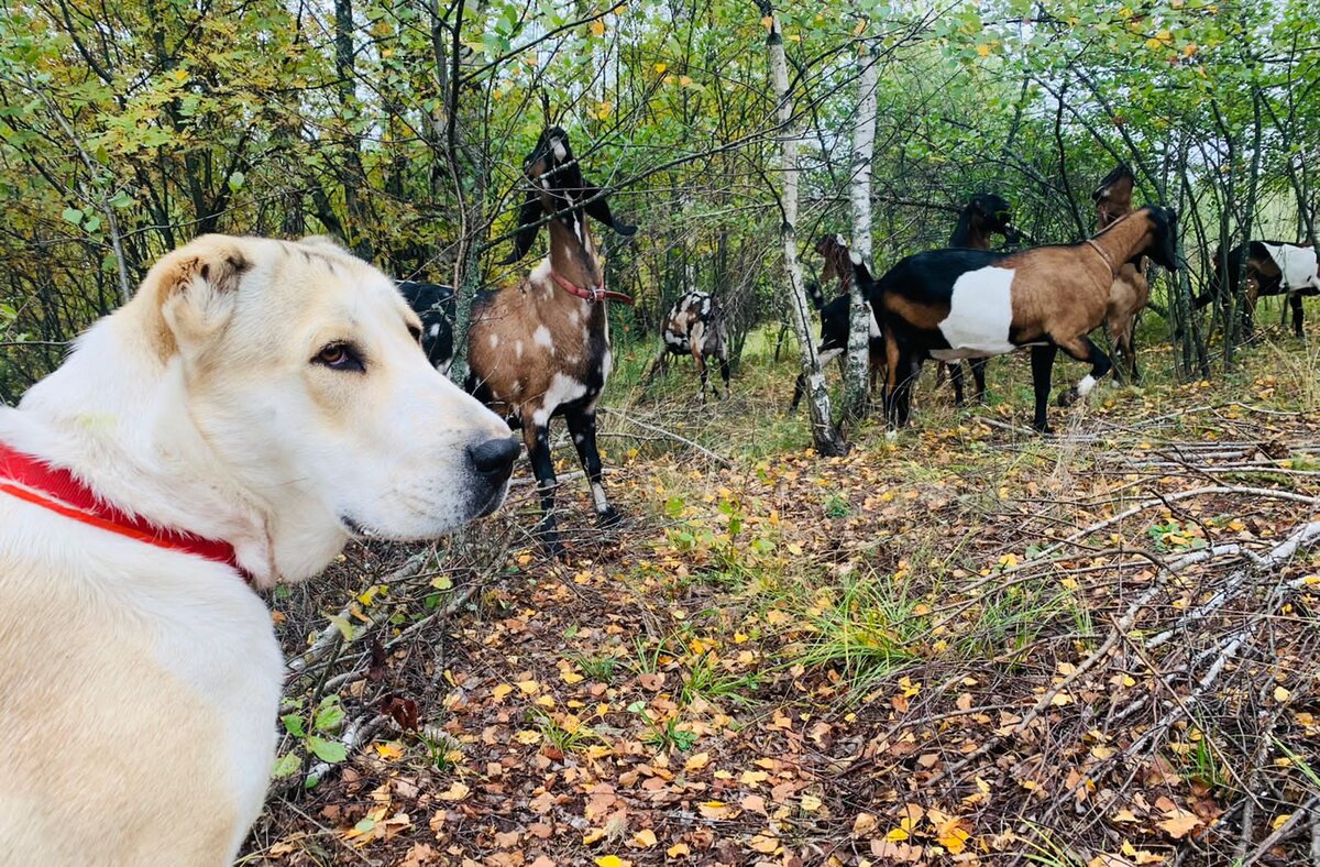 Шилеле АЙШЕ с подопечными