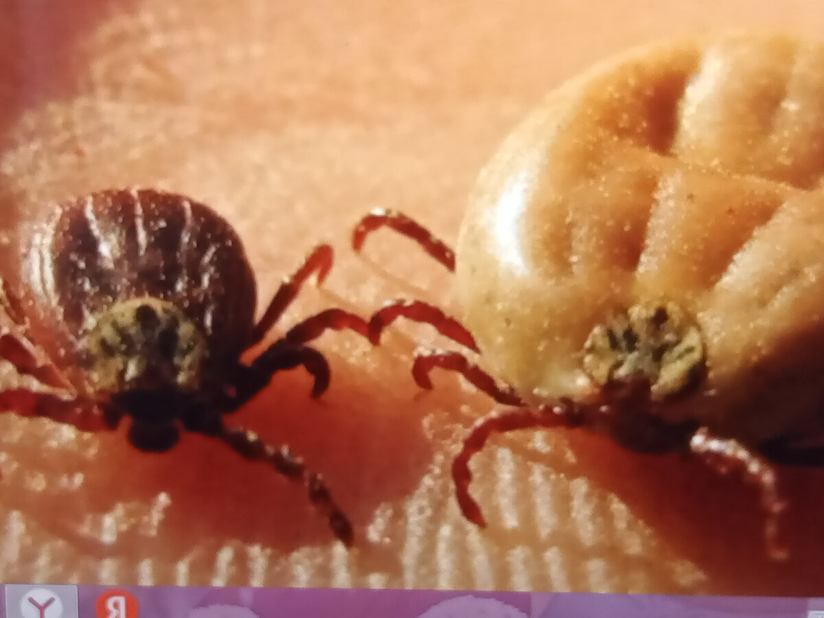 Фото автора. Сфотал монитор