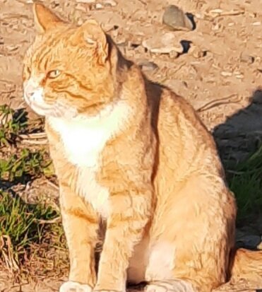 Рыжик уже большой.