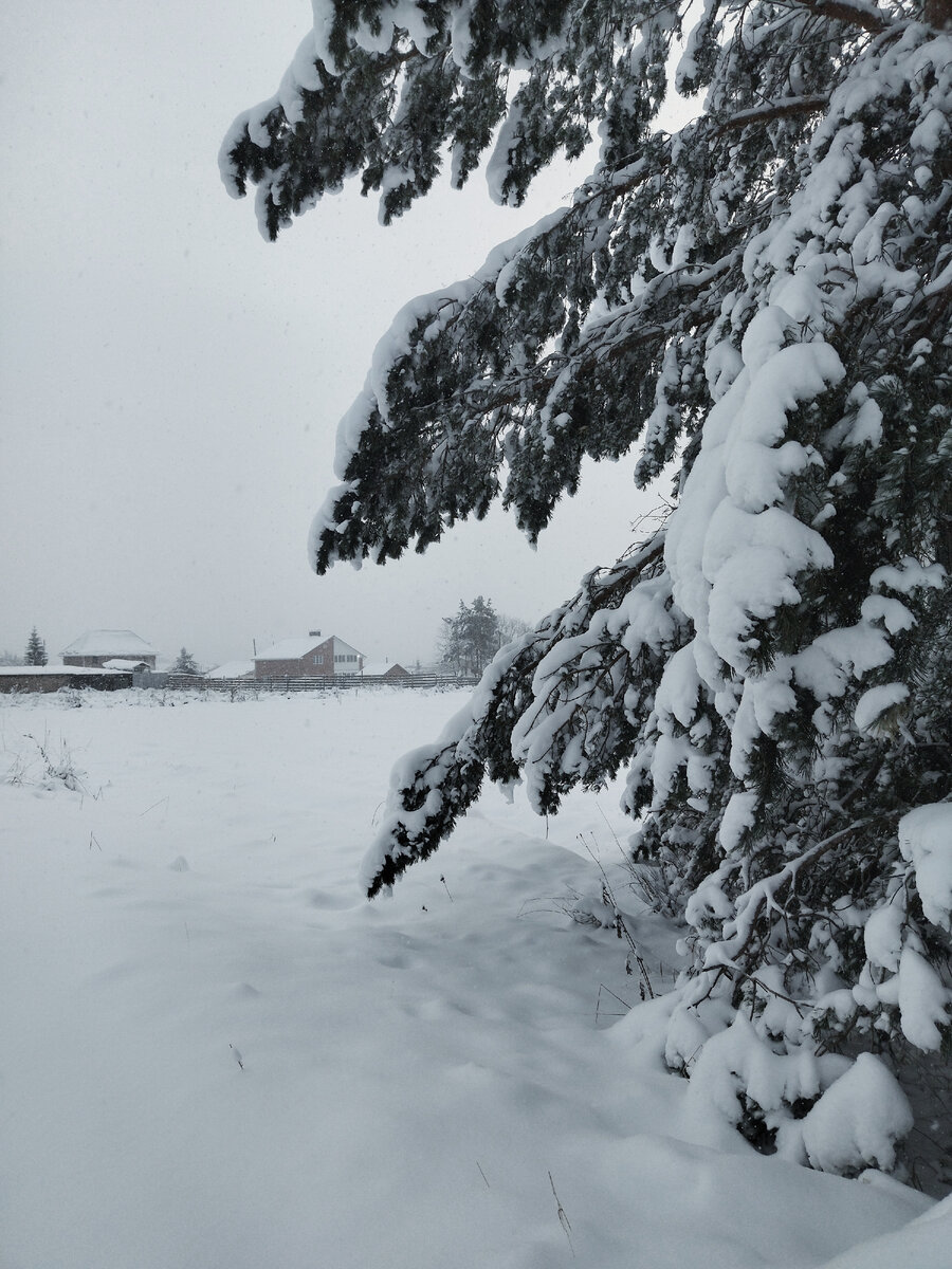 Восхищения моего не было предела, когда пошла на лыжах в лес чтобы посмотреть поближе на красоту, природы