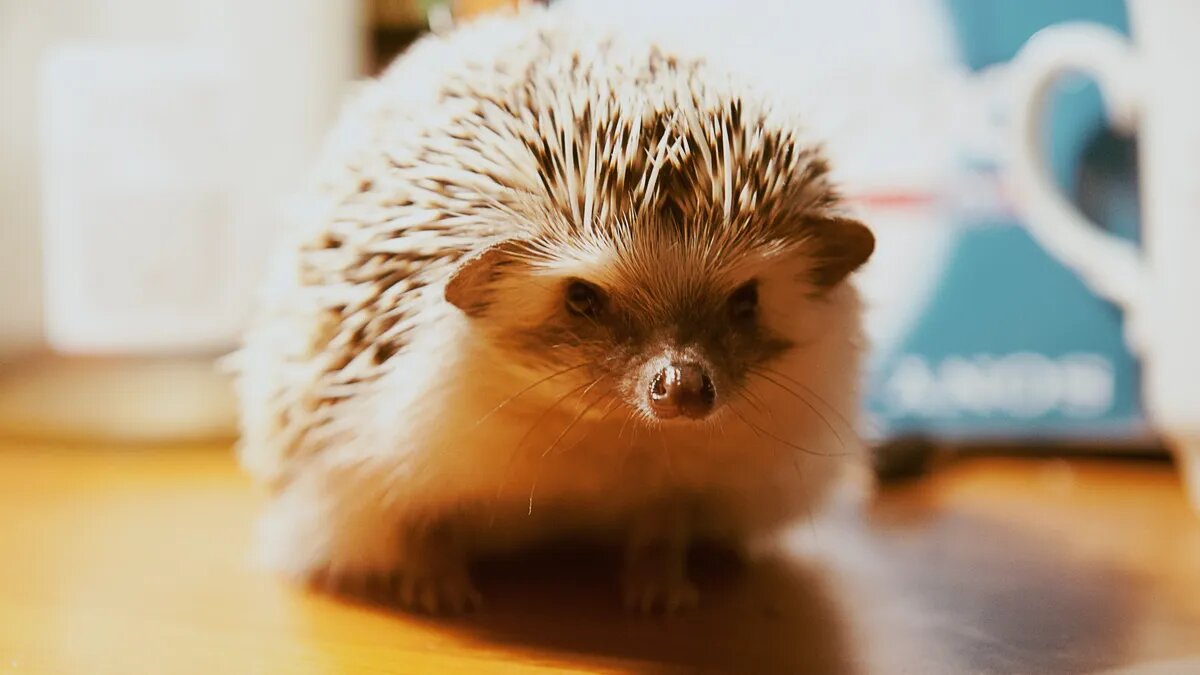 Пьяные ежи считались лучшим средством защиты от грызунов и других вредителей. Фото: Pxfuel.com