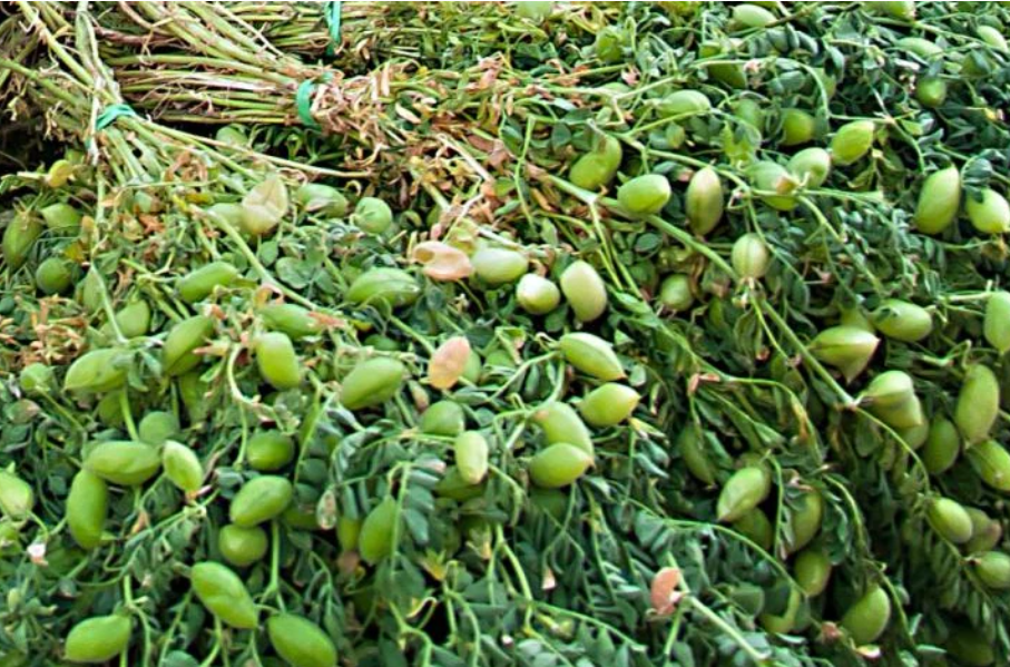 Garbanzo Bush Bean Seeds / Non-gmo Heirloom Open Pollinated Etsy