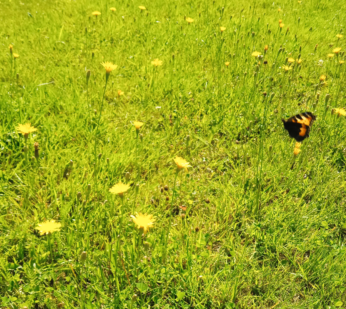 Травушка-муравушка