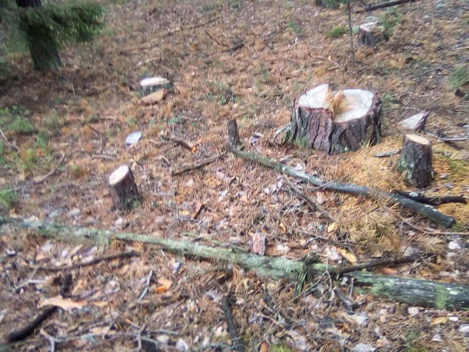 Выксунский лесхоз. Спасает деревья от вырубки зеленое дерево. Фото незаконно вырубленного леса.