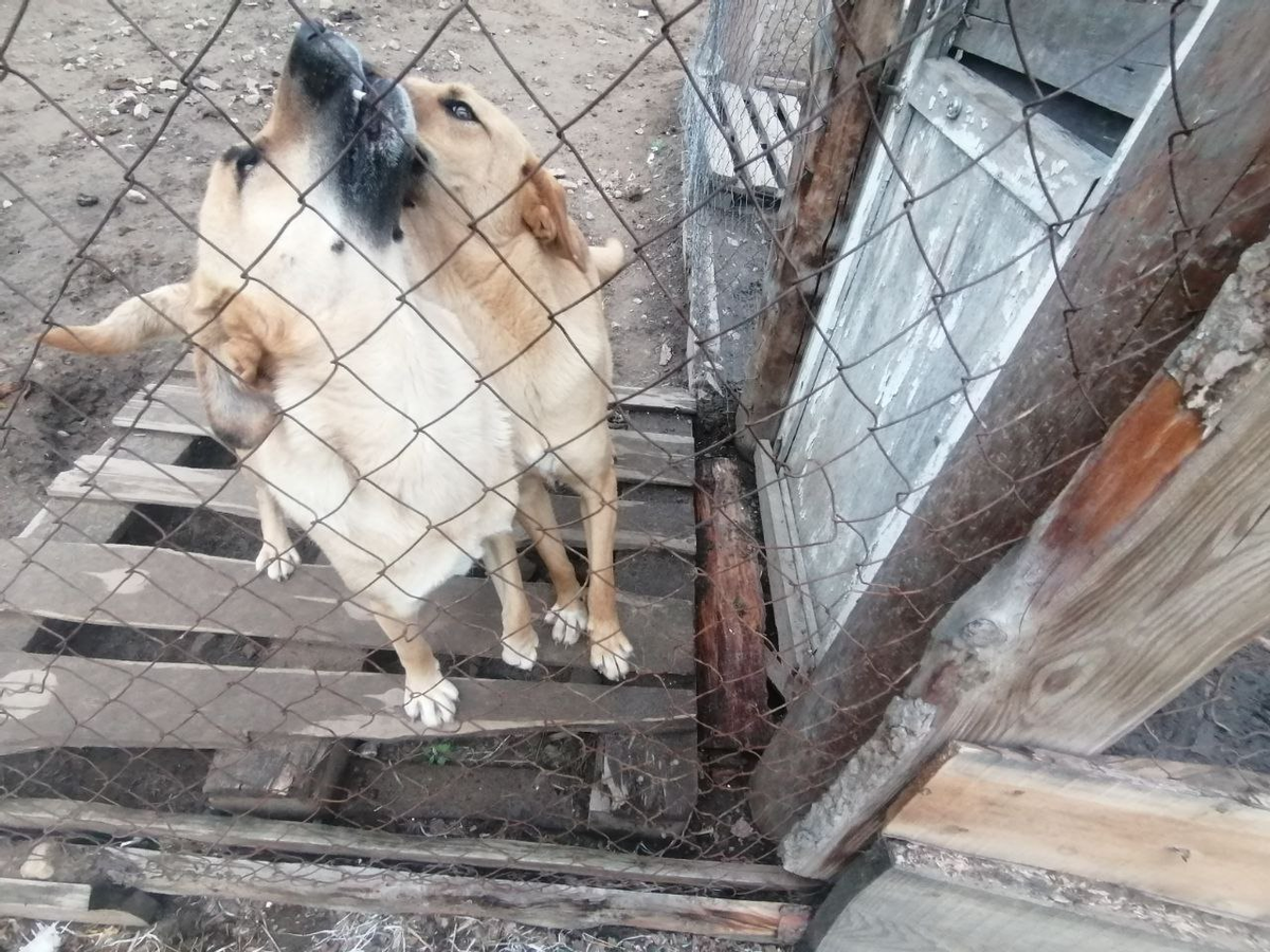 Альфа и Бета