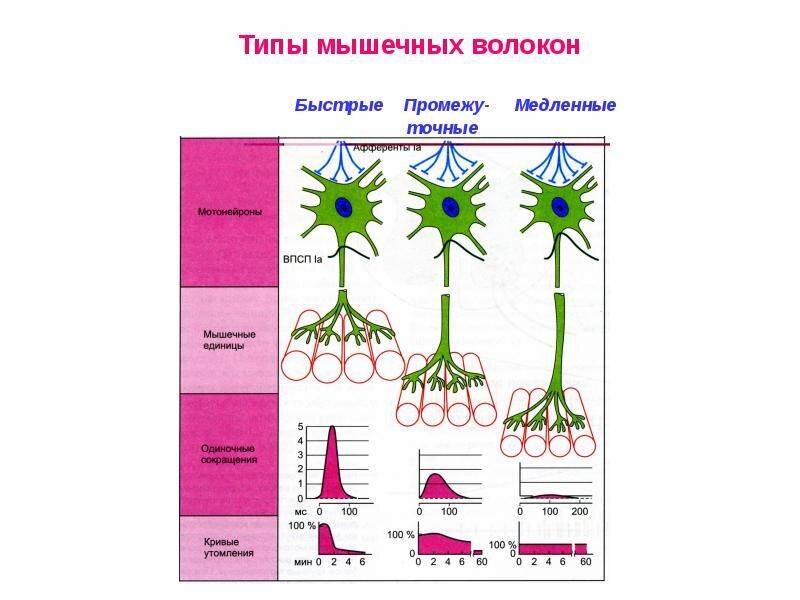 Строение локализации и общие свойства быстрых и медленных мышечных волокон презентация