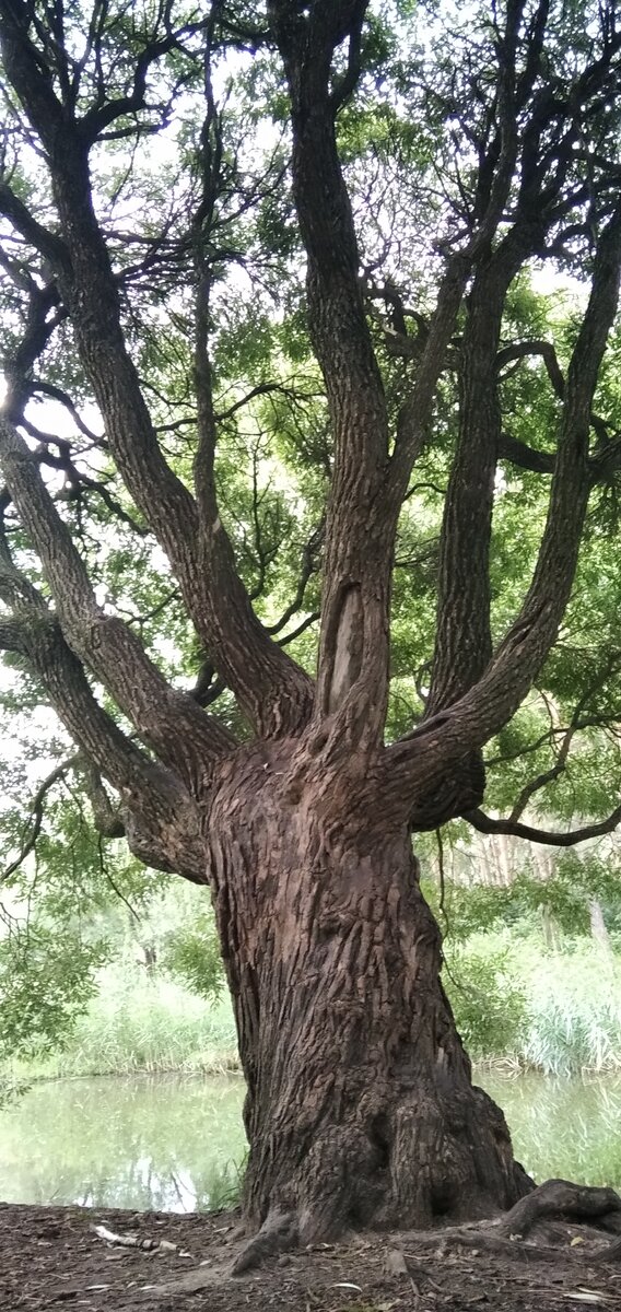 Парк Александрино. 