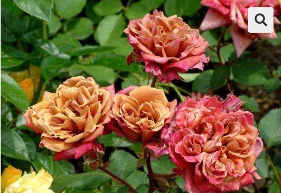 Розы питомник на осень 2023. Розы крыма овчаров. Овчаров розы. Питомник роз полины козловой. Розы питомник на осень 2023.