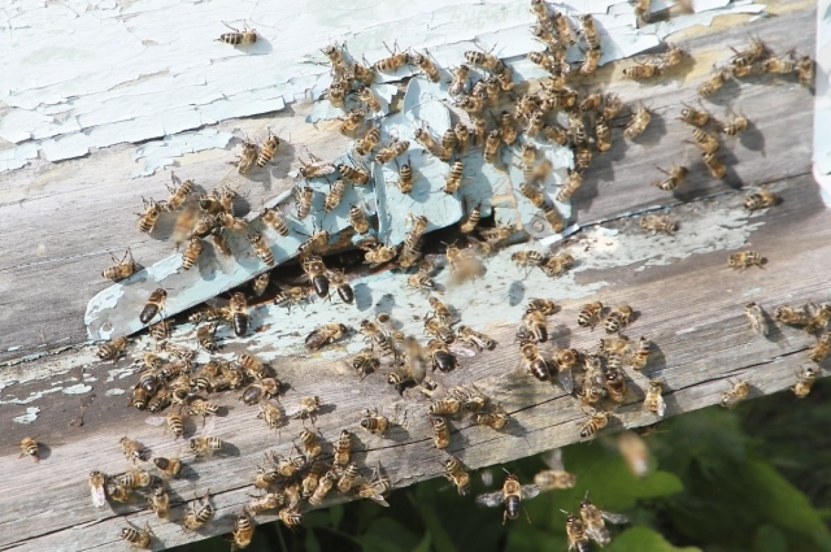 Пчелы челябинская область. Массовая гибель пчел. Вымирание насекомых. Вымирание пчел. Гибель пчел от пестицидов.