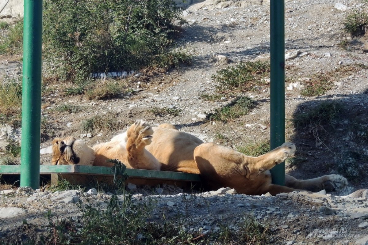    На Кубани сотрудница «Сафари-Парка» заявила, что угрозы для животных нет