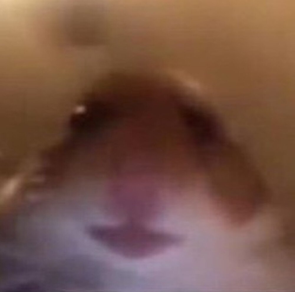 Хомяк звонит своим друзьям