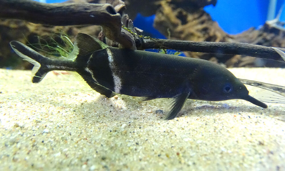 На выставке "Сверхспособности" в Государственном Дарвиновском музее. (29 августа - 12 ноября 2023 года)