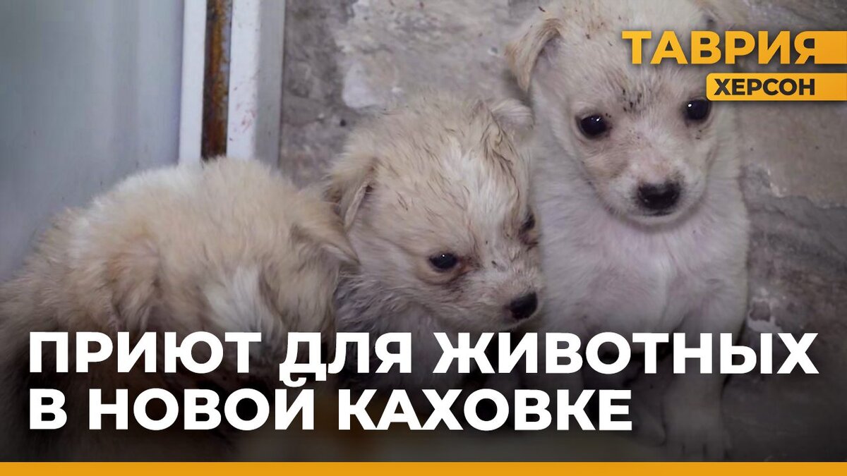  Приют для животных открылся в Новой Каховке - Таврия ТВ - Херсон