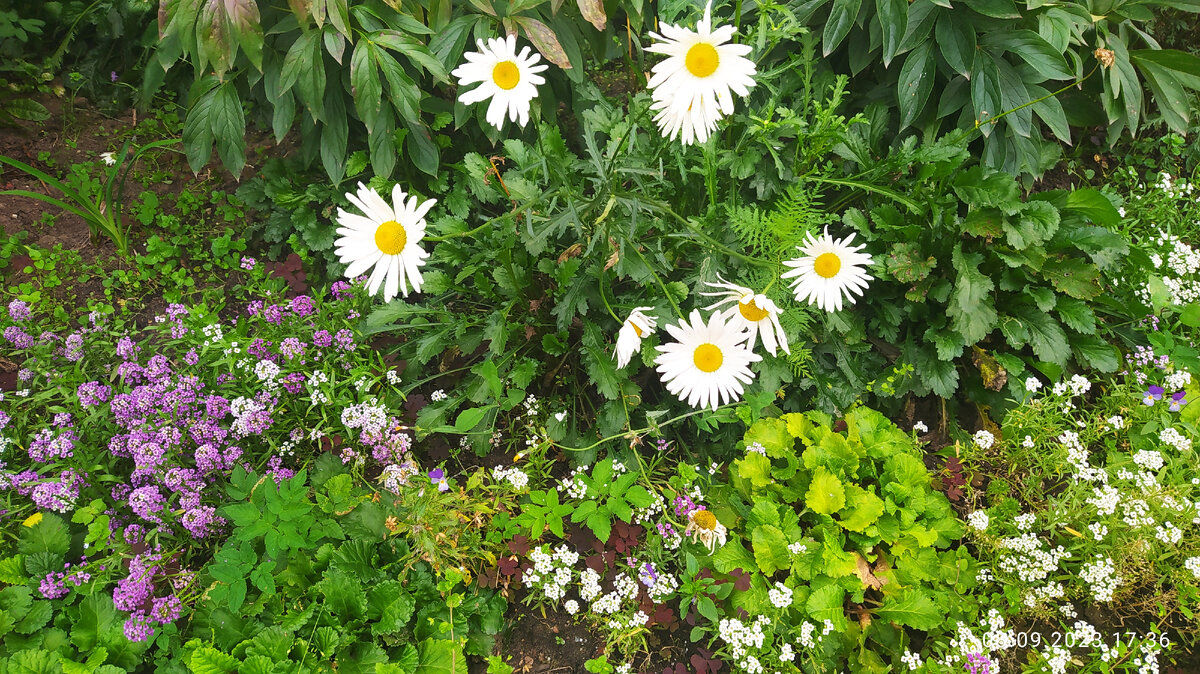 Улочки Твери | Двор где прошло моё детство и юность | двор где я выросла  | фотография автора 