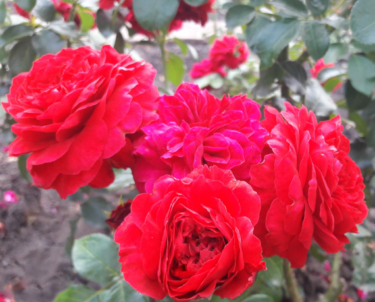 Red Leonardo da Vinci ( Ред Леонардо да Винчи) 