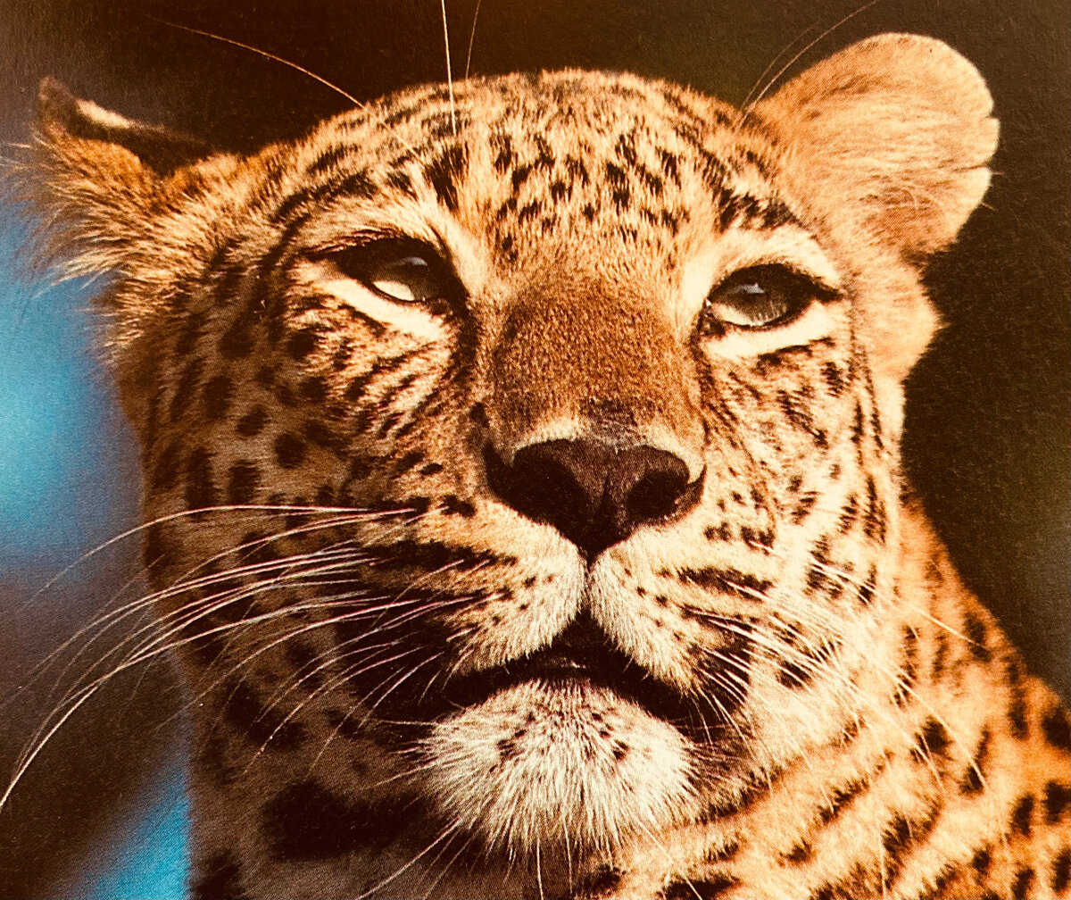 Элегантный силуэт пантеры, которую также называют леопардом, украшает дикие пейзажи природы