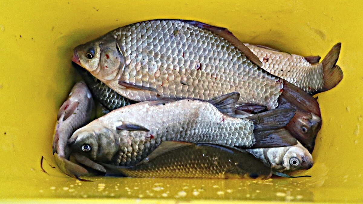 Шикарные карасики этого года.