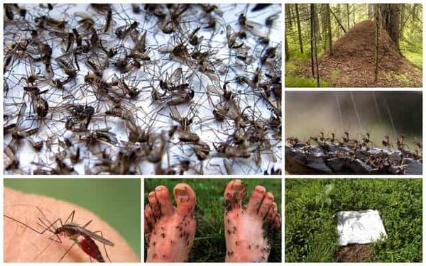 Эффективная защита от комаров и мошек, подсказал опытный егерь: способ работает и по сей день