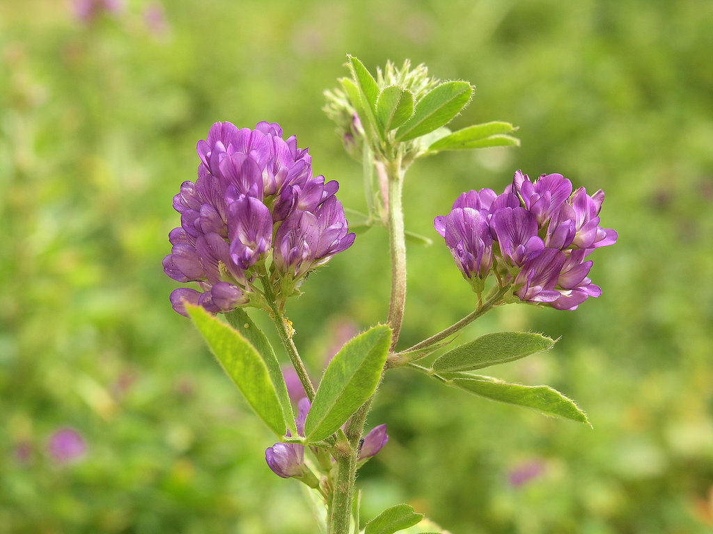 Люцерка. Люцерна посевная. Люцерна посевная (Alfalfa):. Люцерна посевная Medicago Sativa. Люцерна изменчивая Вега.