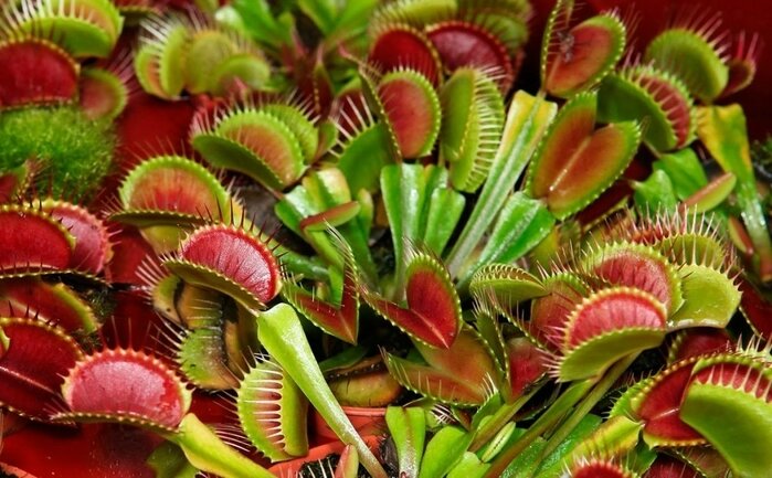 венерина мухоловка