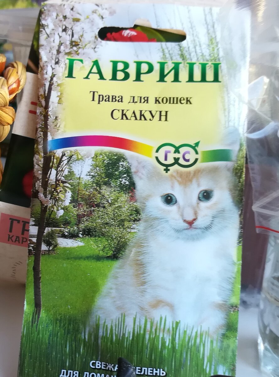 Трава для кошек