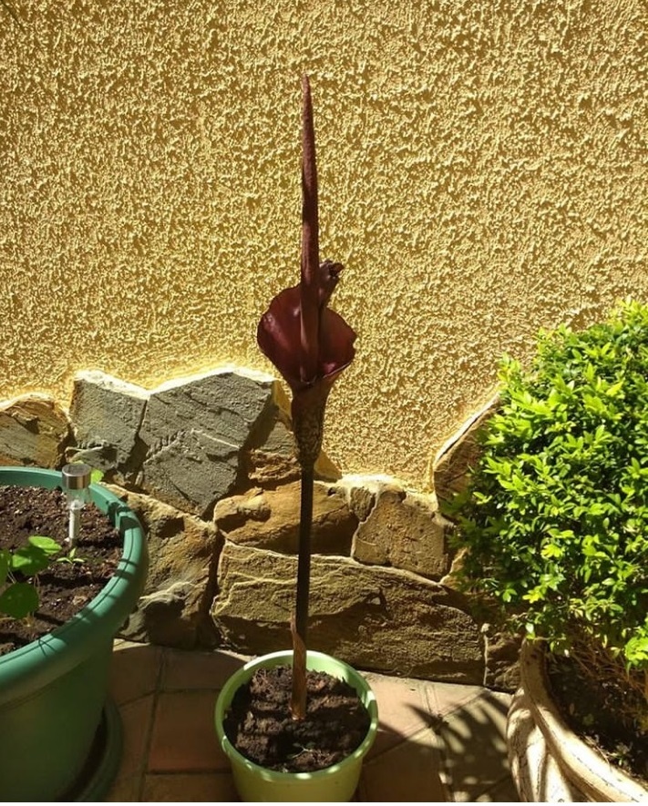 аморфофаллус