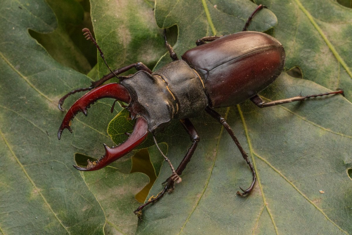 Самый большой в мире жук. Топ 12 великанов | JivoMir.ru | Дзен