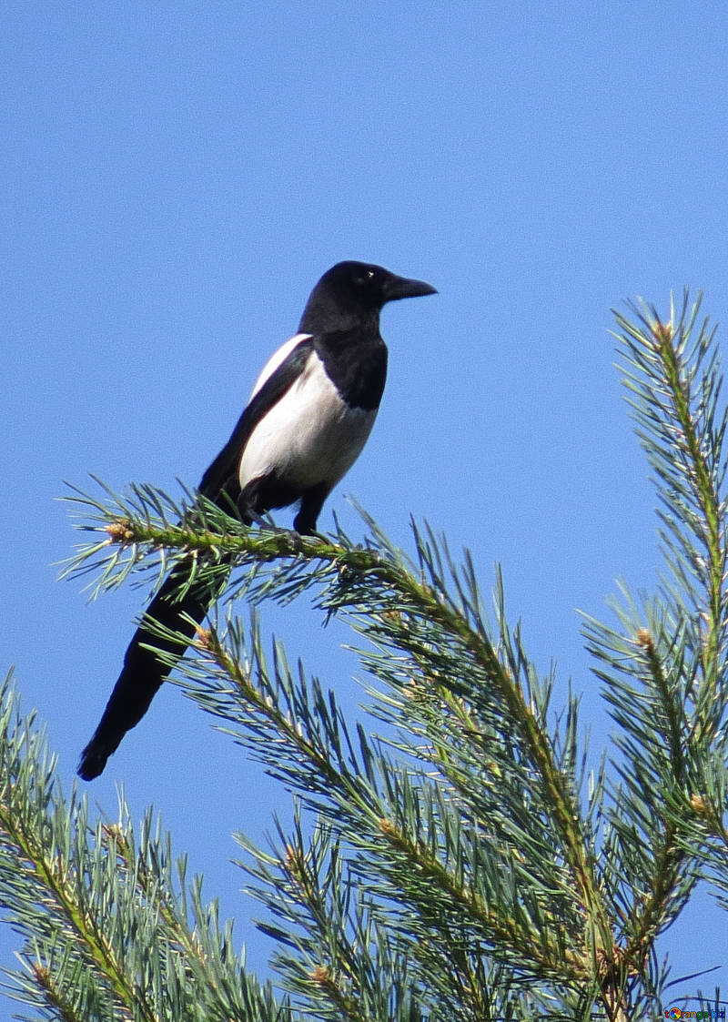 https://torange.biz/photo/22/IMAGE/bird-magpies-magpie-branch-22963.jpg