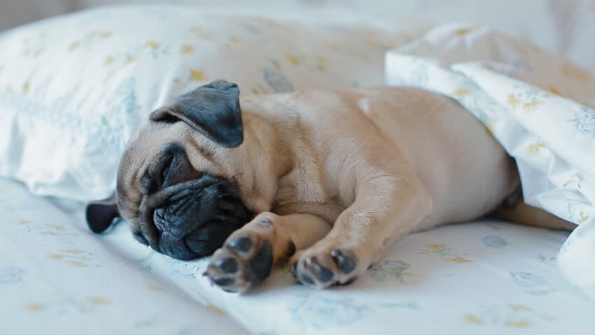 Фото: https://www.shutterstock.com