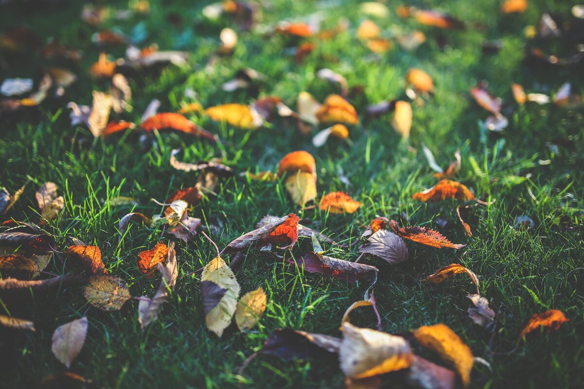 Осенняя трава