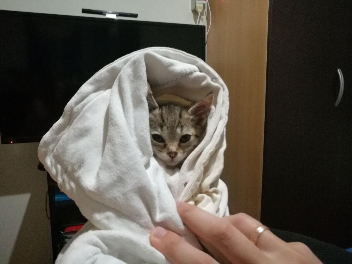 котенок после купания