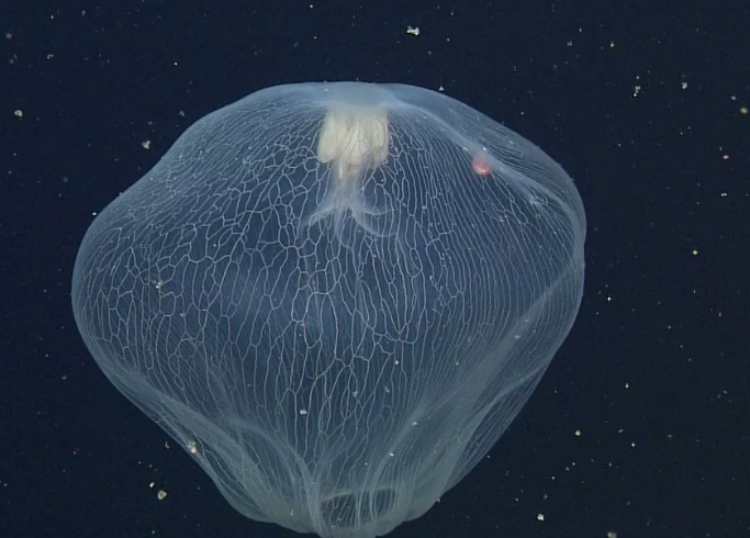 Deepstaria enigmatica