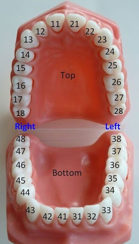 Как врачи считают зубы и почему их может быть аж 85?