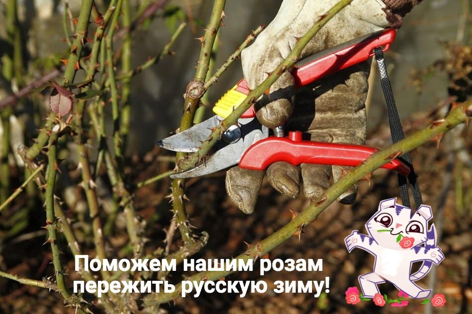 спасаем розы
