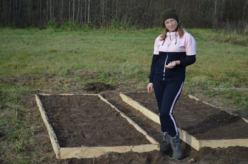 Осенние посадки овощей ан огороде.