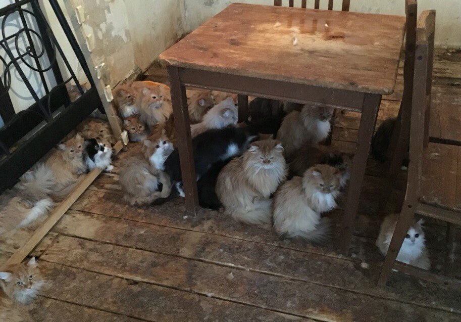 кошки в квартире хозяйки. фото волонтёра приюта