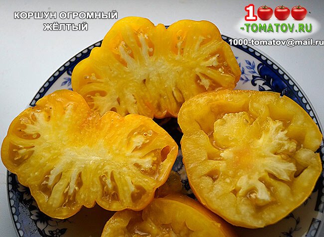 Томат КОРШУН ОГРОМНЫЙ ЖЁЛТЫЙ фото 2
