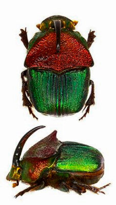  Радужный скарабей. 