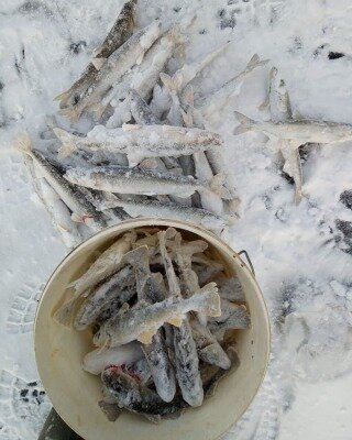 Фото аккаунта rybalkasakhalin в Instagram