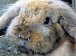 Чем лечить кроликов от миксоматоза, кокцидиоза, ринита, стоматита