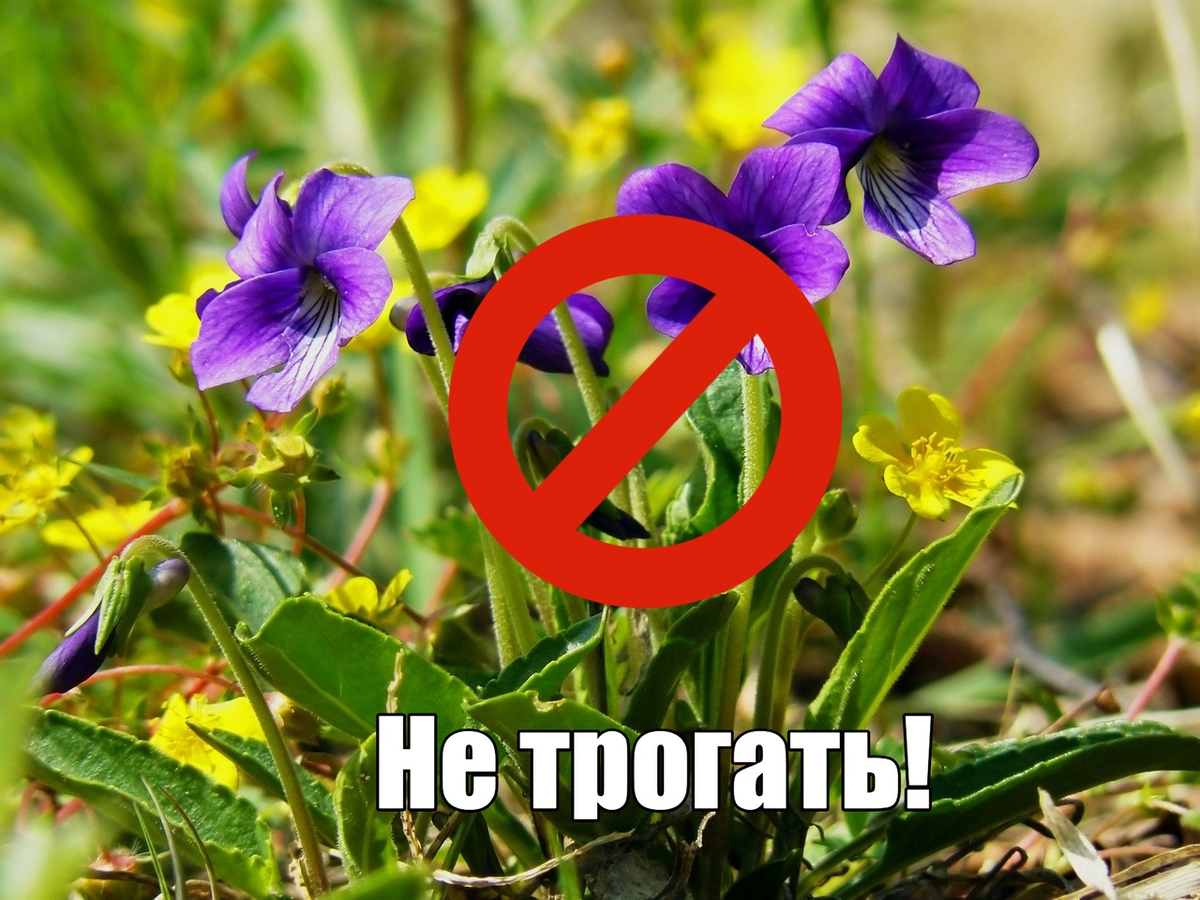 Лесная фиалка