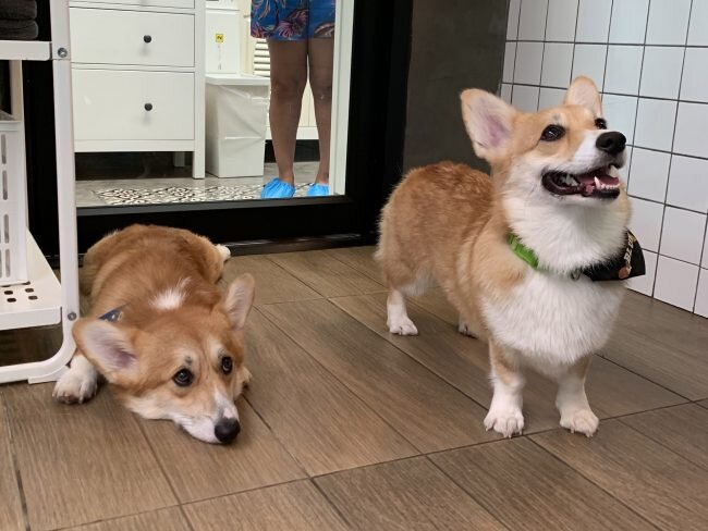 корги кафе санкт-петербург. сюрприз корги. корги кафе в питере. кафе с корги в москве. корги кафе спб.