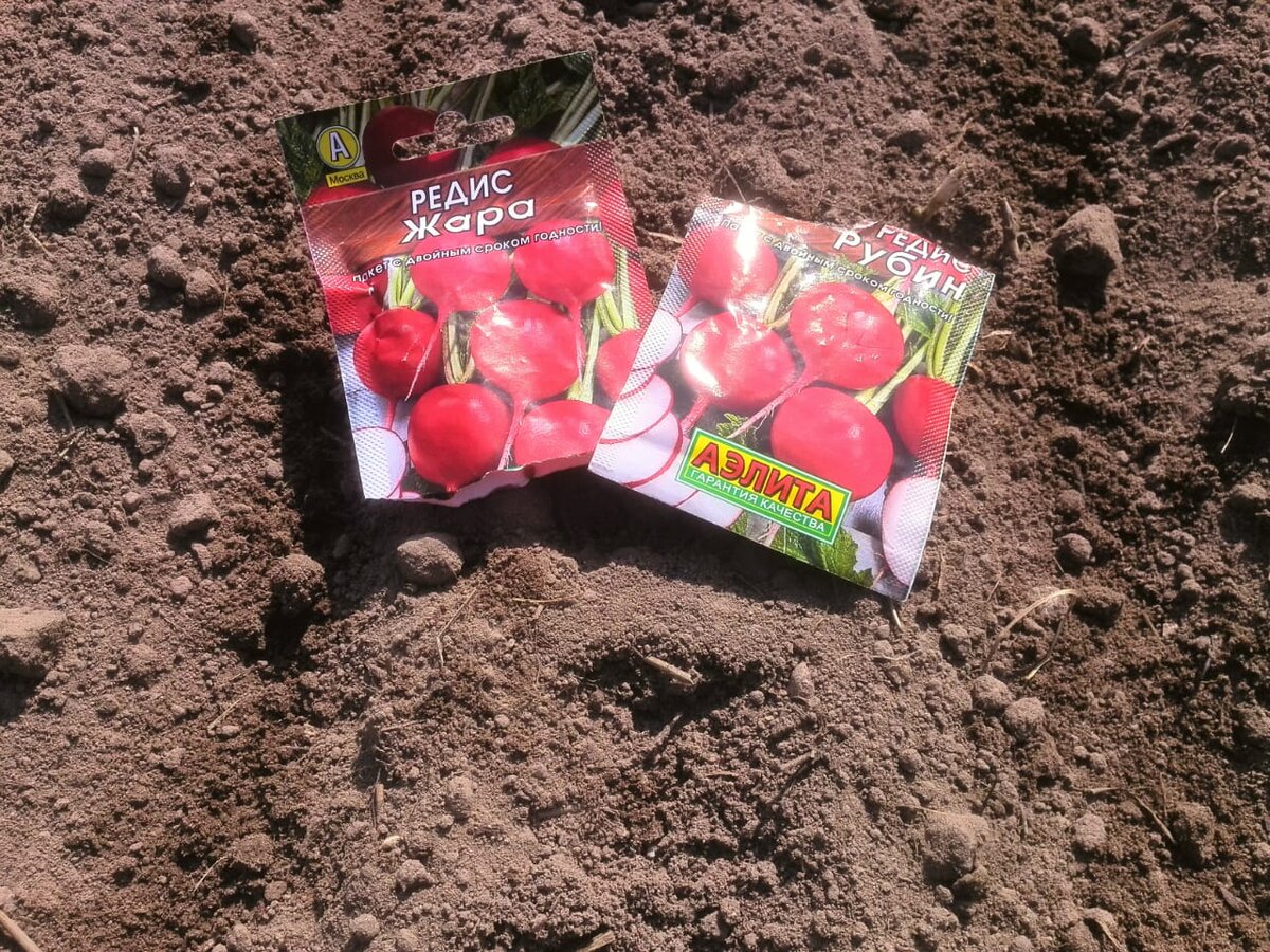 Делала бородки осенью для редиса.