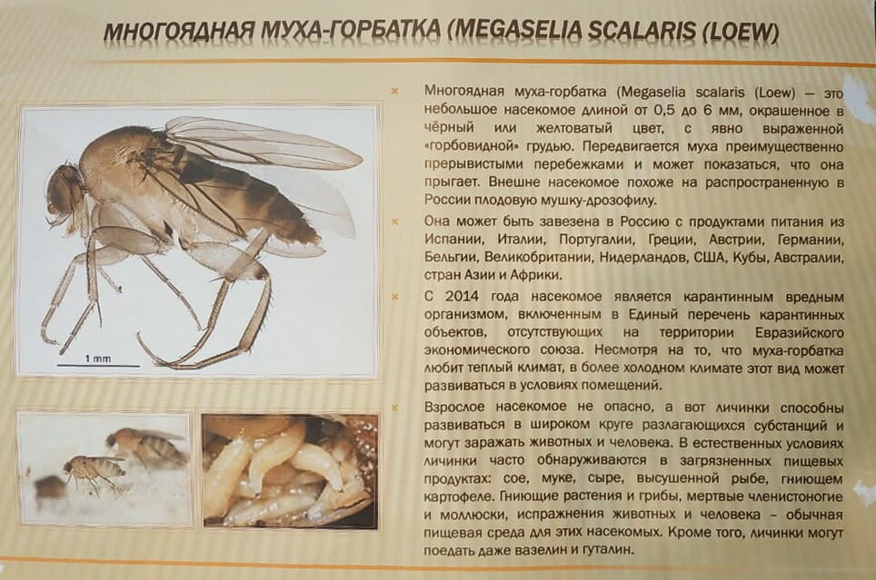 Фото из Яндекс картинки
